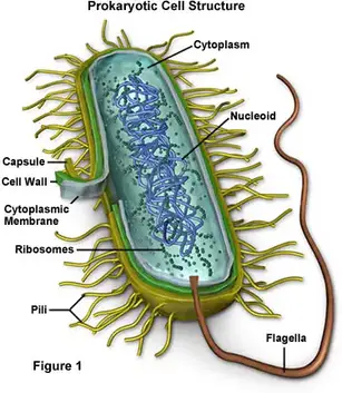 Single are prokaryotes all celled organisms Unicellular Organisms: