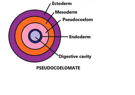 Cross section of a pseudocoelomate diagram. Credit: MicrsocopeMaster.com