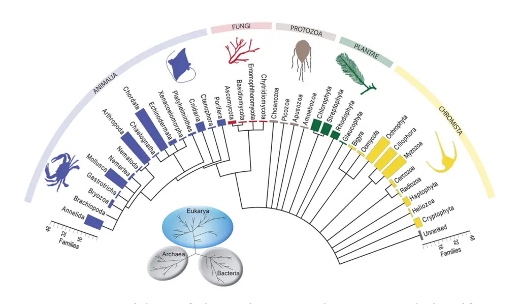 Phylogram by Michael Stat, Megan J. Huggett, Rachele Bernasconi, Joseph D. DiBattista, Tina E. Berr et al., CC BY-SA 4.0 <https://creativecommons.org/licenses/by-sa/4.0>, via Wikimedia Commons