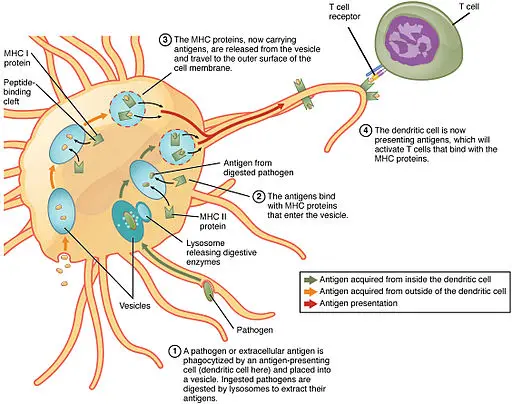 Dendritic Cells - Definition, Production, Function and Immunology