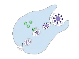 Phagocytosis Definition Steps Process And Examples