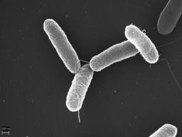 Salmonella typhimurium Photo: Volker Brinkmann, Max Planck Institute for Infection Biology, Berlin, Germany [CC BY 2.5 (https://creativecommons.org/licenses/by/2.5)], via Wikimedia Commons