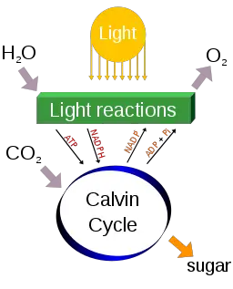 Simple photosynthesis diagram by Daniel Mayer (mav) - original imageVector version by Yerpo [CC BY-SA 4.0 (https://creativecommons.org/licenses/by-sa/4.0)]