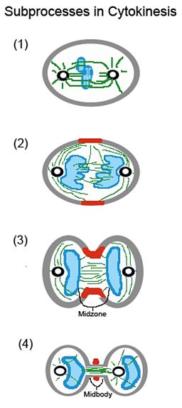 cytokinesis of mitosis diagram