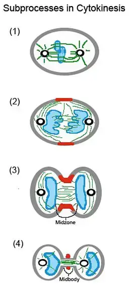 What is Cytokinesis? Vs Mitosis
