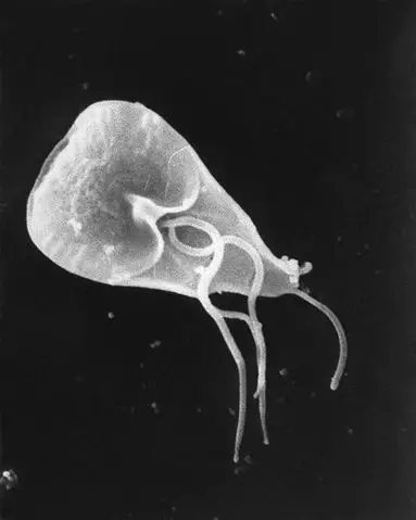 Scanning electron micrograph - Some external ultrastructural details of a flagellated Giardia lamblia protozoan parasite. http://phil.cdc.gov/PHIL_Images/8698/8698_lores.jpg CDC / Janice Haney Carr