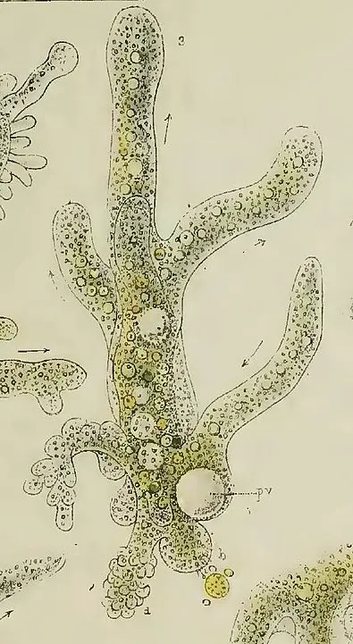 Amoeba proteus, from Joseph Leidy's Fresh-water Rhizopods of North America 1879, Public Domain, https://commons.wikimedia.org/w/index.php?curid=17253434
