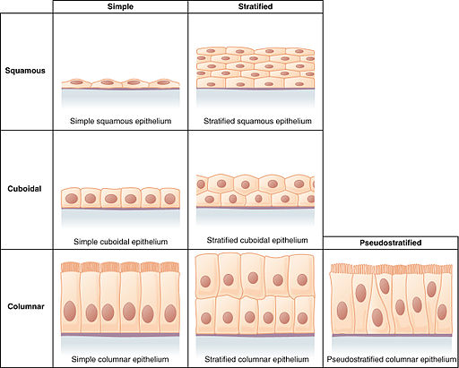 somatic cell diagram