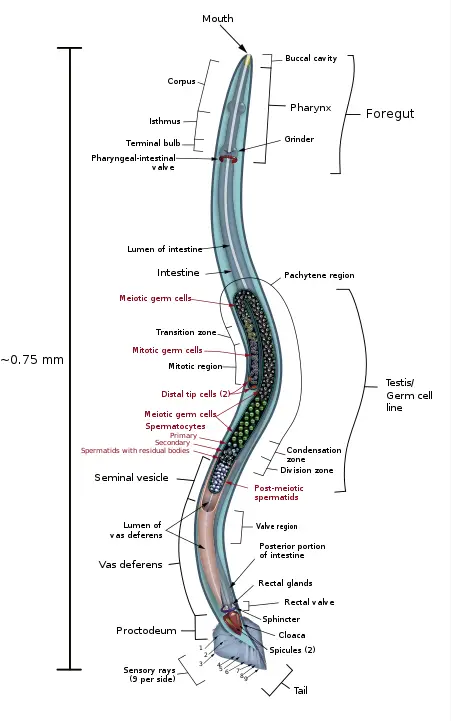Anatomical drawing of a male C. elegans nematode by K. D. Schroeder, CC BY-SA 3.0, https://commons.wikimedia.org/w/index.php?curid=27718437