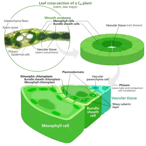 Cross Section of a leaf