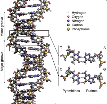 dna under the microscope electron