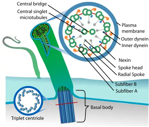 algal flagella structure