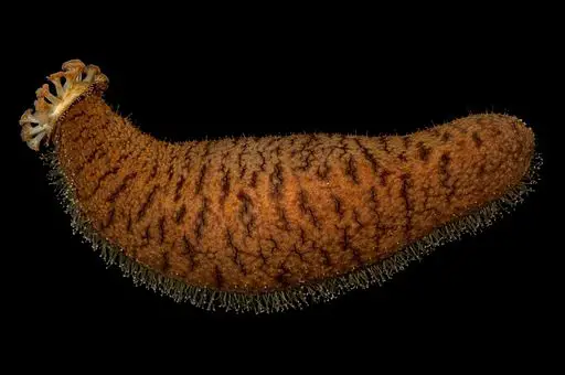 Sea Cucumber by François Michonneau, CC BY 3.0 <https://creativecommons.org/licenses/by/3.0>, via Wikimedia Commons