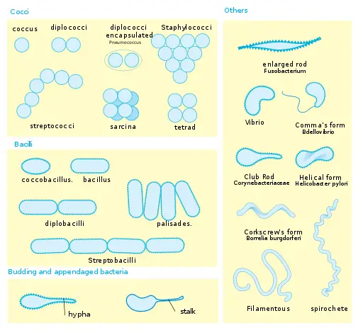 Microorganism Size Chart