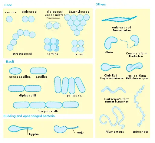 bacteria sizes