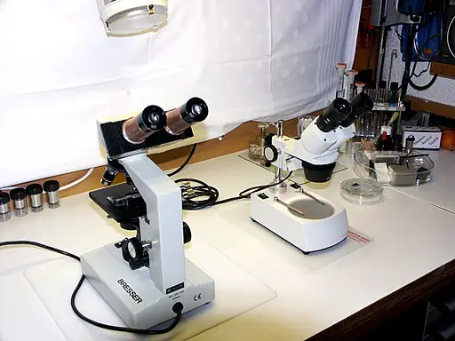 A compound and stereo microscope side by side by labormikro from Deutschland / CC BY-SA (https://creativecommons.org/licenses/by-sa/2.0)