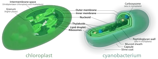 Comparison between a chloroplast and a cyanobacterium by Kelvinsong [CC BY-SA 3.0 (https://creativecommons.org/licenses/by-sa/3.0)], from Wikimedia Commons