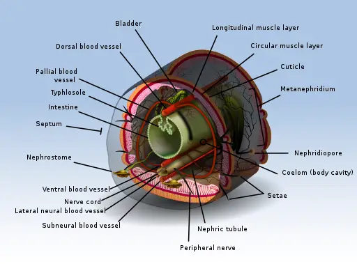 body cavity coelom