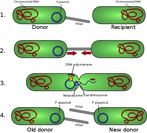 Schematic drawing of bacterial conjugation.  by Adenosine / CC BY-SA (https://creativecommons.org/licenses/by-sa/3.0)