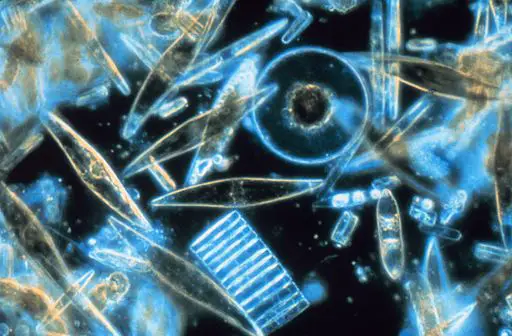 Assorted diatoms by Prof. Gordon T. Taylor, Stony Brook University (corp2365, NOAA Corps Collection) [Public domain], via Wikimedia Commons