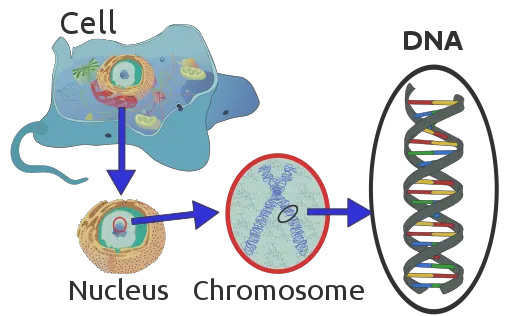 Diagram of DNA in a eukaryotic cell by Sponk, Tryphon, Magnus Manske, User:Dietzel65, LadyofHats (Mariana Ruiz), Radio89 / CC BY-SA (https://creativecommons.org/licenses/by-sa/3.0)