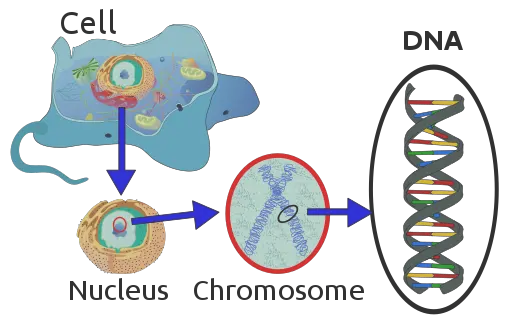 What Are Chromosomes Relationship With Dna Location And Structure