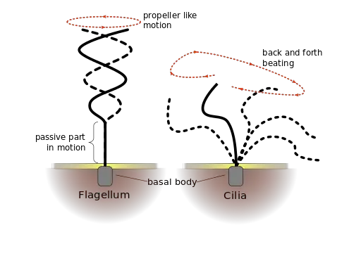 algal flagella structure