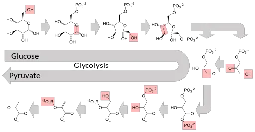 Metabolic pathway of glycolysis converts glucose to pyruvate via a series of intermediate metabolites by Thomas Shafee / CC BY-SA (https://creativecommons.org/licenses/by-sa/4.0)