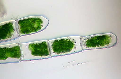 Green Algae by User:Micropix [CC BY-SA 3.0 (https://creativecommons.org/licenses/by-sa/3.0)], from Wikimedia Commons