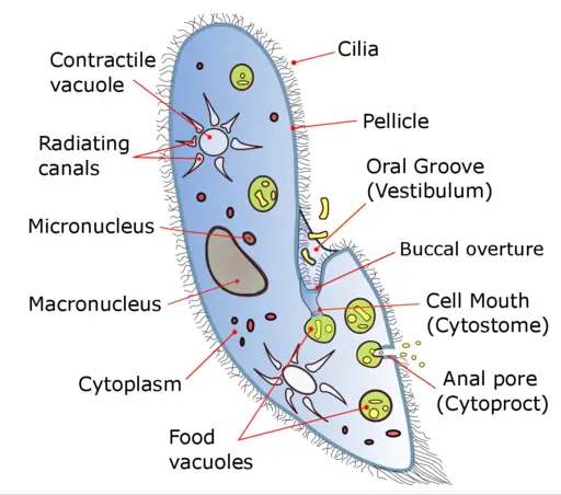 Paramecium - Classification, Structure, Function and Characteristics