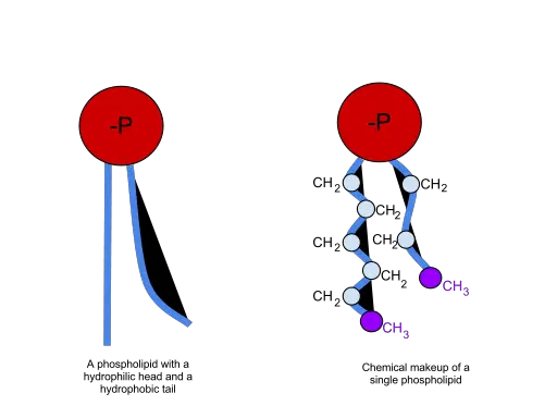 Basic model of a phospholipid and the one to the right shows the chemical composition of a phospholipid by Veggiesaur [CC BY-SA 3.0 (https://creativecommons.org/licenses/by-sa/3.0)]