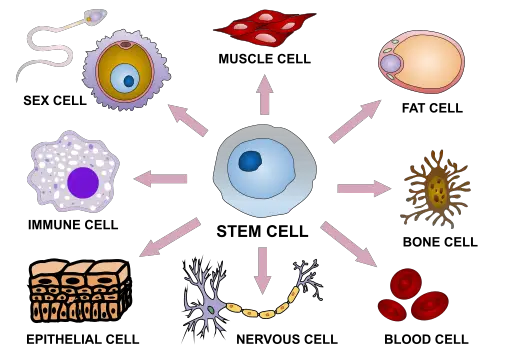 Stem cell differentiation by Haileyfournier [CC BY-SA 4.0 (https://creativecommons.org/licenses/by-sa/4.0)]
