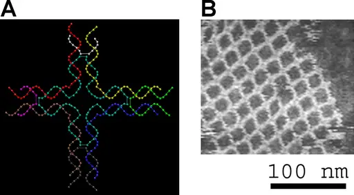 DNA structure at left will self-assemble into structure visualized by atomic force microscopy at right by Thomas H. LaBean & Hao Yan http://creativecommons.org/licenses/by/2.5 via Wikimedia Commons