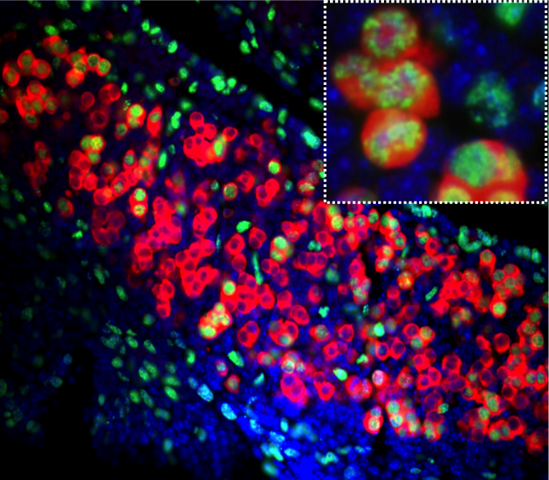 Germ cells proliferation.Mouse XX gonad by De Chassot A-A, Gregoire EP, Lavery R, Taketo MM, de Rooij DG et al.https://commons.wikimedia.org/w/index.php?curid=38073161