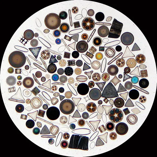 Diatoms By Wipeter (Own work) [GFDL (http://www.gnu.org/copyleft/fdl.html), CC-BY-SA-3.0 (http://creativecommons.org/licenses/by-sa/3.0/) or FAL], via Wikimedia Commons