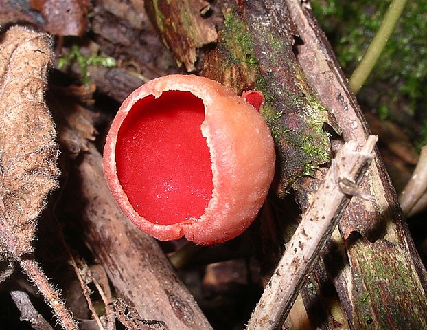 Scarlet Elf Cap Cadnent Dingle - Ascomycota by Public Domain, https://commons.wikimedia.org/w/index.php?curid=64709