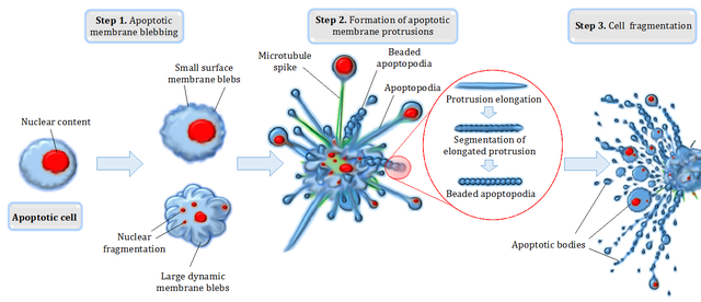 Apoptotic cell disassembly by Aaron Smith,Michael AF Parkes,Georgia K Atkin-Smith et al. - Wikiversity:Draft:WikiJournal of Medicine,CC BY 4.0, https://commons.wikimedia.org/w/index.php?curid=59865845