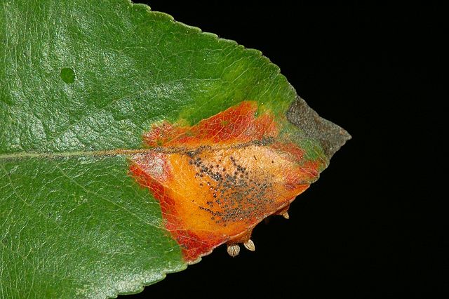 Gymnosporangium sabinae by Fritz Geller-Grimm - Own work, CC BY-SA 2.5, https://commons.wikimedia.org/w/index.php?curid=1447956