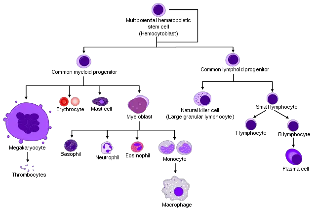 Development of different blood cells from haematopoietic stem cell to mature cells by Mikael Häggström and A. Rad - CC BY-SA 3.0, https://commons.wikimedia.org/w/index.php?curid=7351905