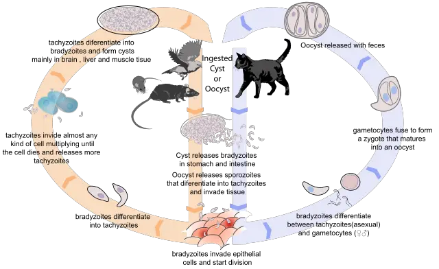 a toxoplazma spóra