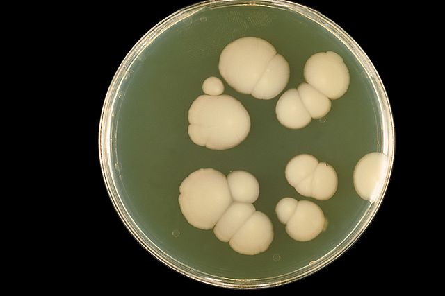 Agar plate culture-C. albicans by CDC/Dr.William Kaplan-Centers for Disease Control & Prevention's Public Health Image Library ID# #3192.https://commons.wikimedia.org/w/index.php?curid=760343