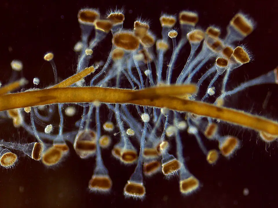 Marine ciliate protists called suctorians growing on the thalli of a filamentous algae by Mmcculler - own work , CC BY-SA 4.0,https://commons.wikimedia.org/w/index.php?curid=61405786