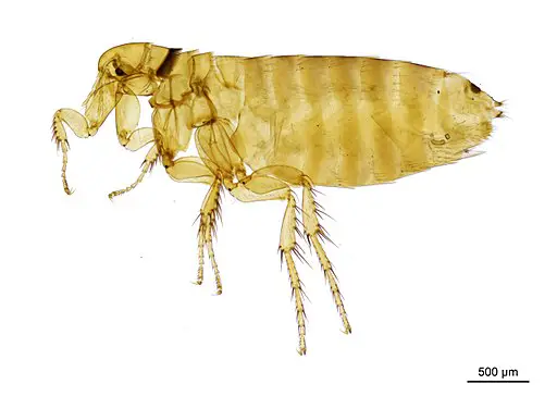Slide image - housemartin flea - Ceratophyllus Ceratophyllus hirundines By Olha Schedrina/The Natural History Museum [CC BY 4.0 (http://creativecommons.org/licenses/by/4.0)], via Wikimedia Commons