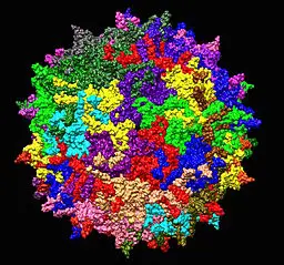 Surface of AAV-2 serotype of adeno-associated virus,1 of 5 fold axes centered.Derived from the 3A crystal structure by Jazzlw[CC BY-SA 4.0https://creativecommons.org/licenses/by-sa/4]Wikimedia Commons
