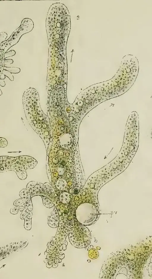 Amoeba Proteus by Joseph Leidy (Fresh-water Rhizopods of North America, 1879) [Public domain], via Wikimedia Commons