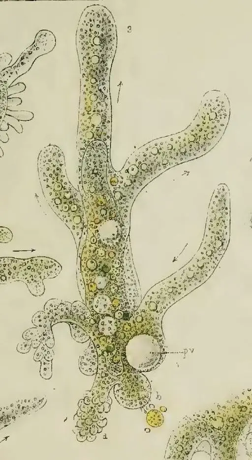 Amoeba Under The Microscope