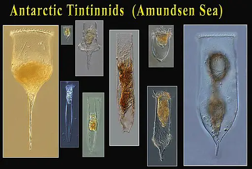 Amundsen Sea (Antarctica) Tintinnids by Tintinnidguy / CC BY-SA (https://creativecommons.org/licenses/by-sa/4.0)