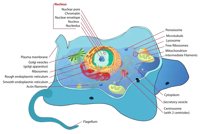 Animal Cell By LadyofHats (Mariana Ruiz) - Own work using Adobe Illustrator. Image renamed from Image:Animal cell structure.svg, Public Domain, https://commons.wikimedia.org/w/index.php?curid=4266142