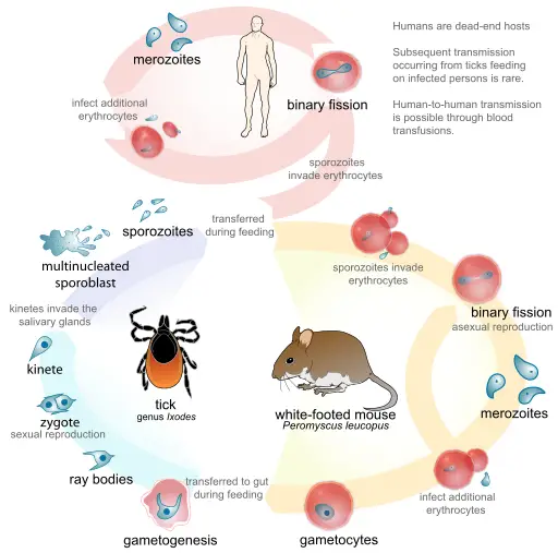 Life cycle of the Parasite Babesia, (B.microti or B.divergens) including the infection to humans  by LadyofHats / Public domain