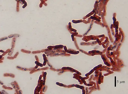 Bacillus megaterium DSM-90 cells coloured with sudan black & safranin by Osmoregulator at English Wikipedia, CC BY-SA 3.0 <https://creativecommons.org/licenses/by-sa/3.0>, via Wikimedia Commons